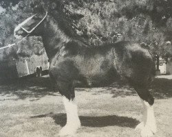 Zuchtstute Hewal Midnight Allure (Clydesdale, 2004, von Donegal Midnight Express)