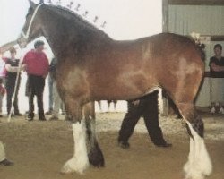 Zuchtstute Greenwood Farms Scarlet (Clydesdale, 2004, von Solomon's Admiral)