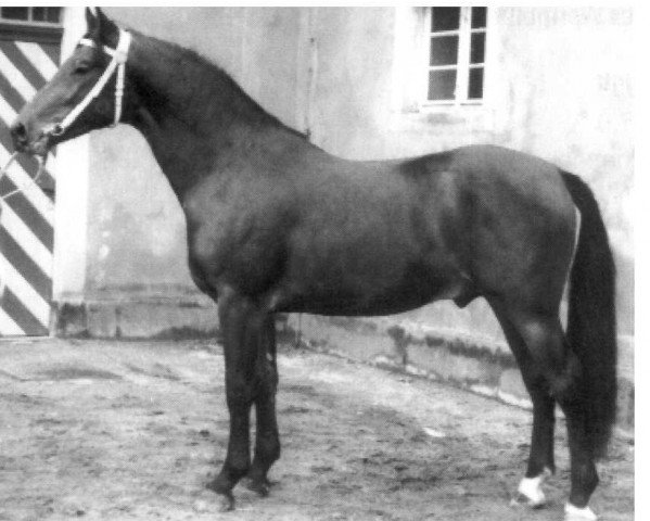 stallion Winzer Mo 1233 (Heavy Warmblood, 1963, from Wesir ox 1129 Mo)