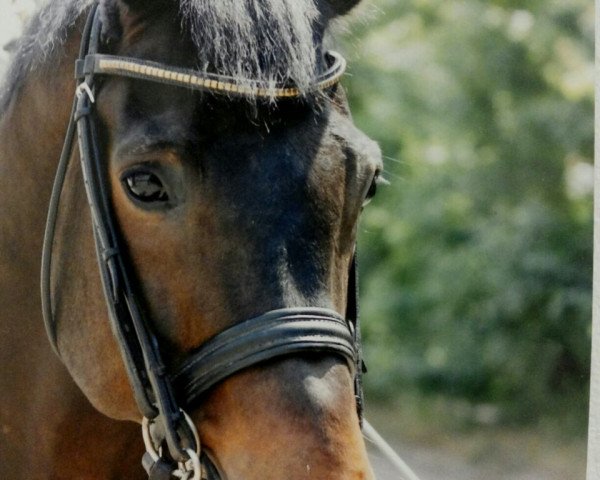stallion Romeo Riano (Oldenburg, 1996, from Rohdiamant)