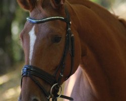 Springpferd Irlande van de Paarden Hoeven (Belgisches Warmblut, 2008)