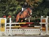 jumper Magic of Colour (Oldenburg show jumper, 2008, from Calato)