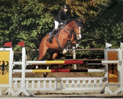 jumper Magic of Colour (Oldenburg show jumper, 2008, from Calato)