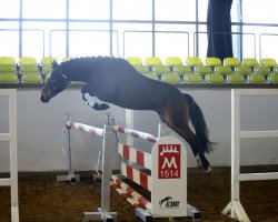 stallion Fuchshofs Dondyke (German Riding Pony, 2016, from Donchester)