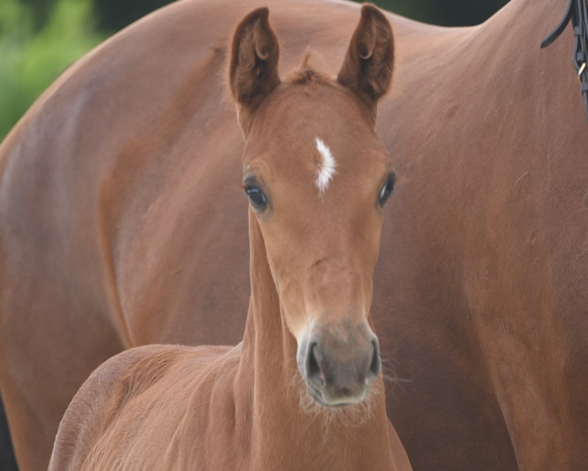 dressage horse LuvLucky VieDo GH (Westphalian, 2020, from La Vie)