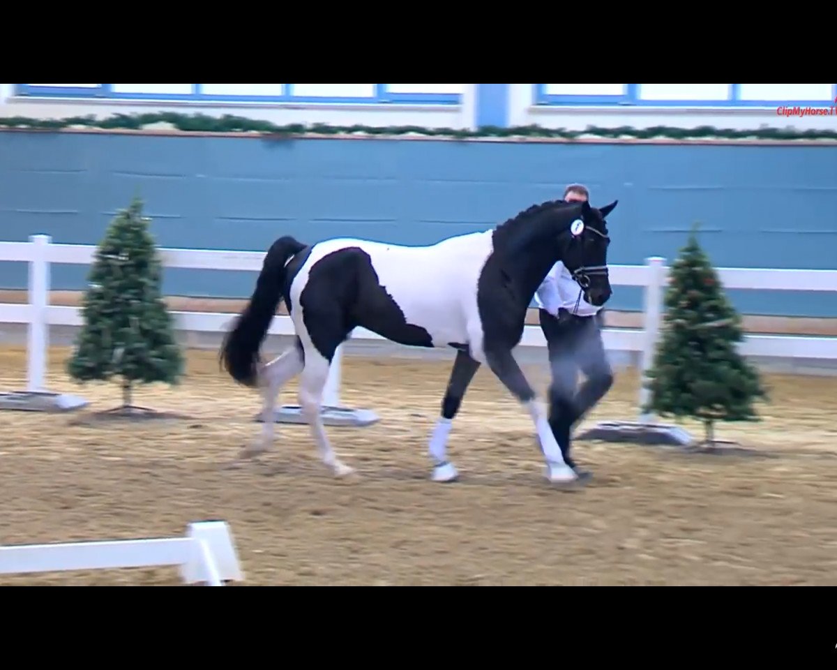 stallion Classico Deluxe C (German Warmblood, 2016, from Cadeau Noir)
