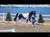 stallion Classico Deluxe C (German Warmblood, 2016, from Cadeau Noir)