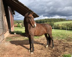 Pferd Delgado (Deutsches Reitpferd, 2000, von Del Piero)