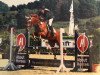 jumper Estella 89 (Oldenburg show jumper, 2010, from Exodus)