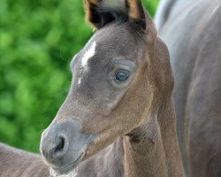 horse Hengst von Symphonic (Westfale, 2020, from Symphonic)