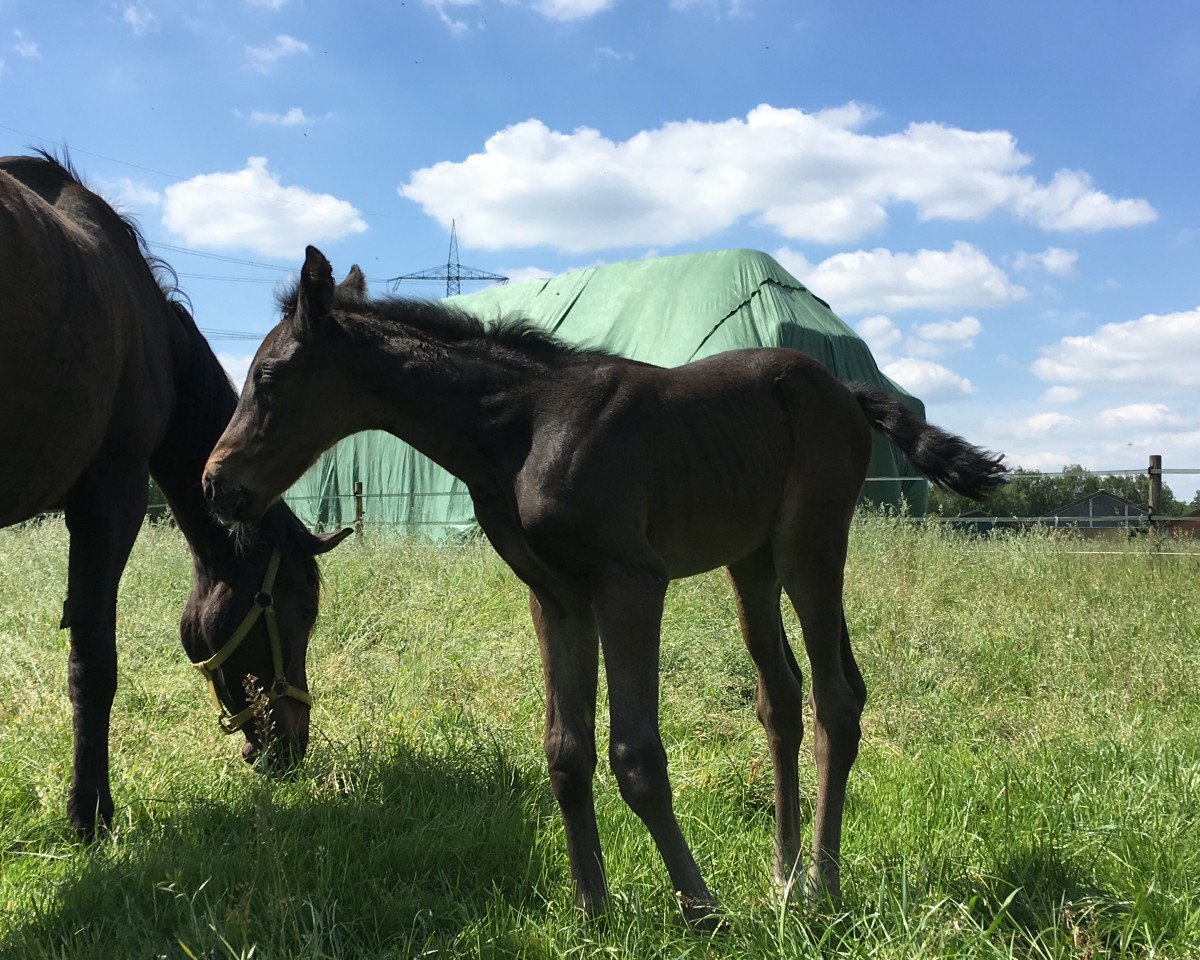 dressage horse Stute von For Gold / El Bundy (Hanoverian, 2019, from For Gold OLD)