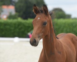 dressage horse Faldessarini (Westphalian, 2020, from First Deal)