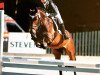 jumper Bruno Banani 10 (German Riding Pony, 2010, from Beach Boy)