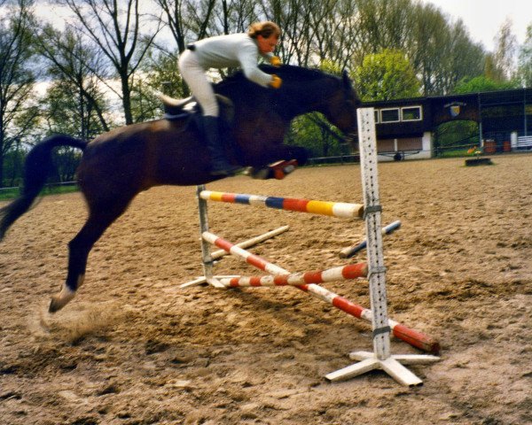 horse Coq de Bruyere (Holsteiner, 1984, from Calypso II)