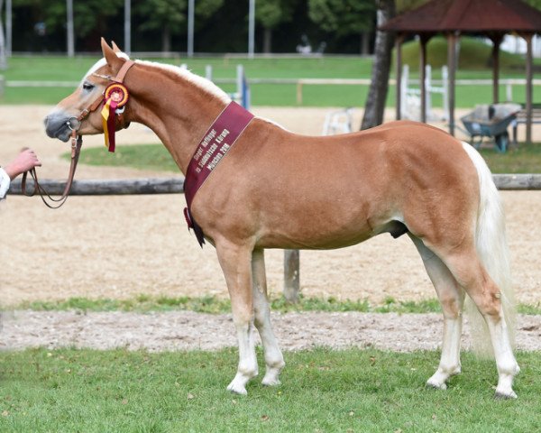 dressage horse Stakkato K (0,78% ox) (Haflinger, 2014, from Star Royal)