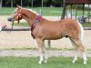 Dressurpferd Stakkato K (0,78% ox) (Haflinger, 2014, von Star Royal)