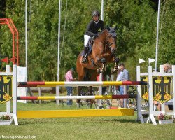 jumper Karney (Irish Sport Horse, 2010, from Captain Clover)