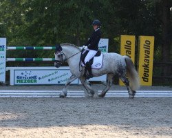 dressage horse Goodshapes Forest Mist (Fell Pony, 2008, from Lunesdale Mountain Mist)