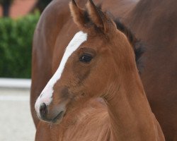 dressage horse Stute von Zoom (Westphalian, 2020, from Zoom)