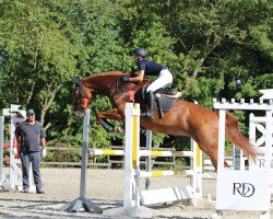 jumper Labell (German Sport Horse, 2005, from Ludger G)