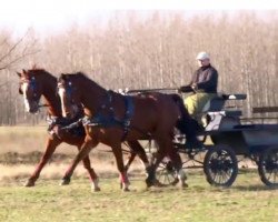 Springpferd Rouge (Oldenburger, 2009, von Couleur Rouge)