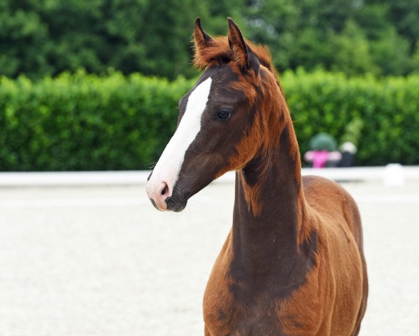 dressage horse Dieter (Westphalian, 2020, from Da Vinci Code 6)