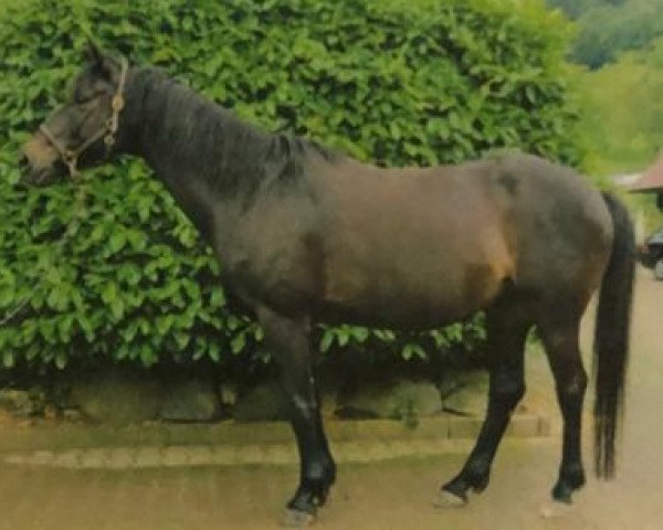 Springpferd Kopernikus (Trakehner, 2001, von Stradivari)