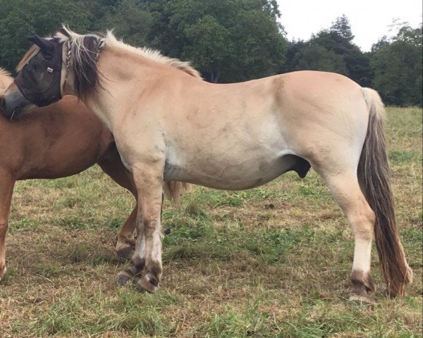 horse Donald (Fjord Horse, 2004, from Drange Rolv)