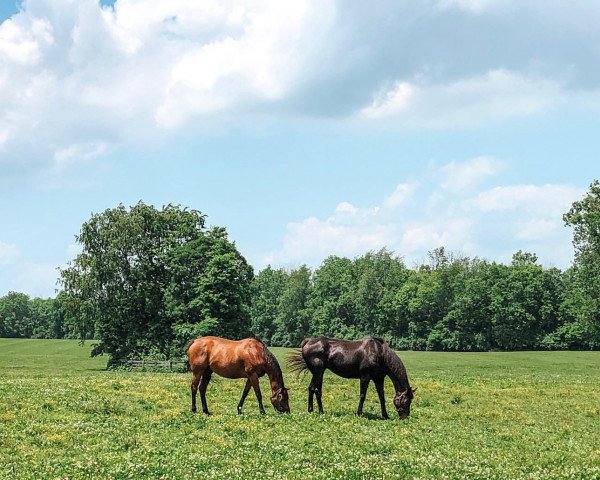 broodmare Aspen Mountain xx (Thoroughbred, 2002, from Chief Seattle xx)