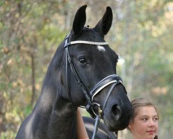 broodmare De Quincy (Hanoverian, 2007, from Don Crusador)