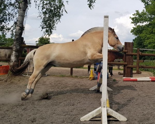 horse Drago (Fjord Horse, 2011, from Dylan)