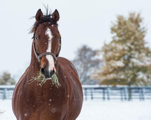 stallion Oscar Performance xx (Thoroughbred, 2014, from Kitten's Joy xx)