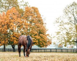 stallion Palace xx (Thoroughbred, 2009, from City Zip xx)