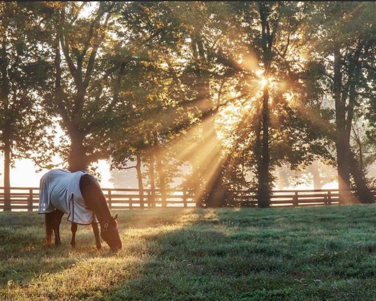 Deckhengst Malibu Moon xx (Englisches Vollblut, 1997, von A. P. Indy xx)