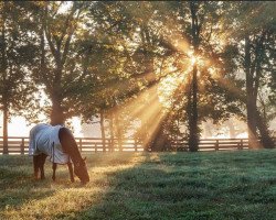 stallion Malibu Moon xx (Thoroughbred, 1997, from A. P. Indy xx)