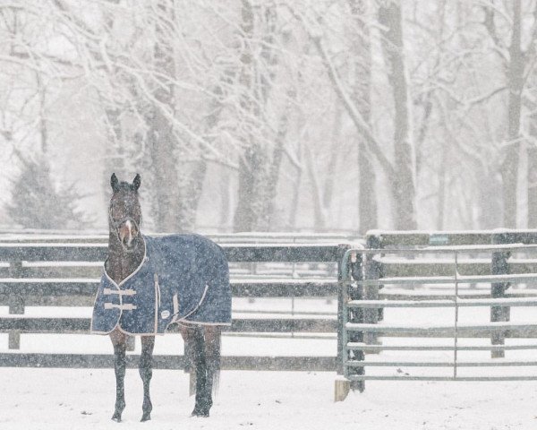 stallion Bolt D´oro xx (Thoroughbred, 2015, from Medaglia d'Oro xx)