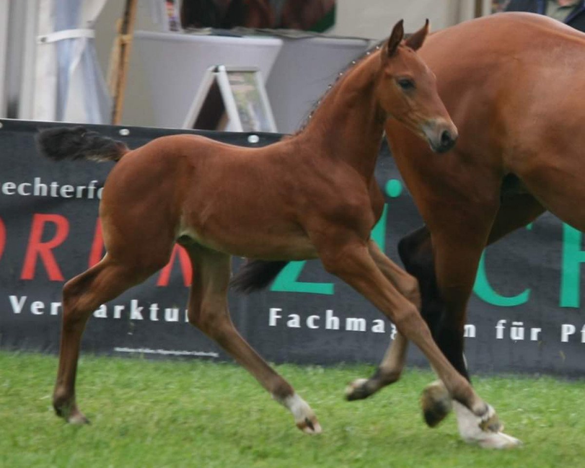 Dressurpferd Balin (Oldenburger, 2019, von Blue Hors Baron)