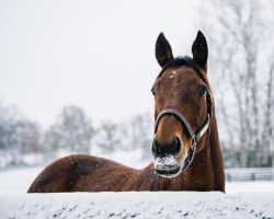 broodmare Beholder xx (Thoroughbred, 2010, from Henny Hughes xx)