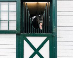 stallion Mor Spirit xx (Thoroughbred, 2013, from Eskendereya xx)