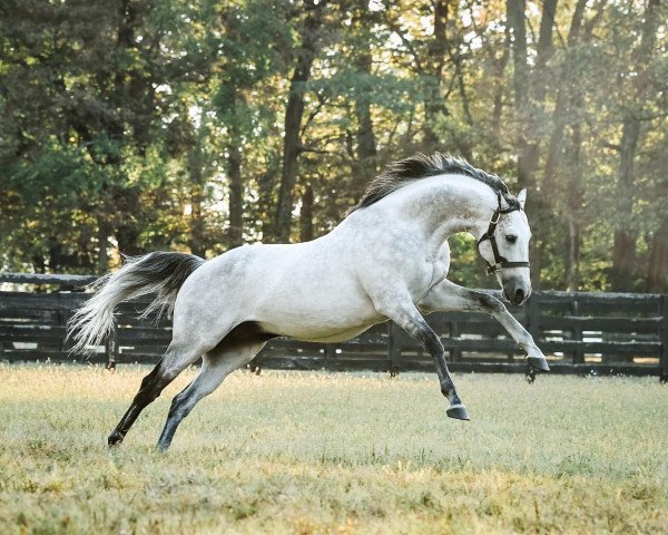 stallion Cross Traffic xx (Thoroughbred, 2009, from Unbridled's Song xx)