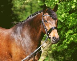 jumper Experiment 6 (Oldenburg show jumper, 2006, from Exorbitant xx)