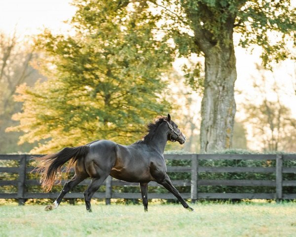 stallion Flat Out xx (Thoroughbred, 2006, from Flatter xx)