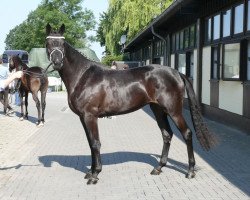 Zuchtstute Herzhafte (Trakehner, 2016, von Sir Sansibar)