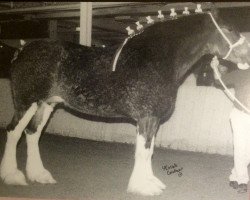 Zuchtstute Ozark's Royal Belle (Clydesdale, 1995, von Ceasar of Olde Pine Tree Winston)