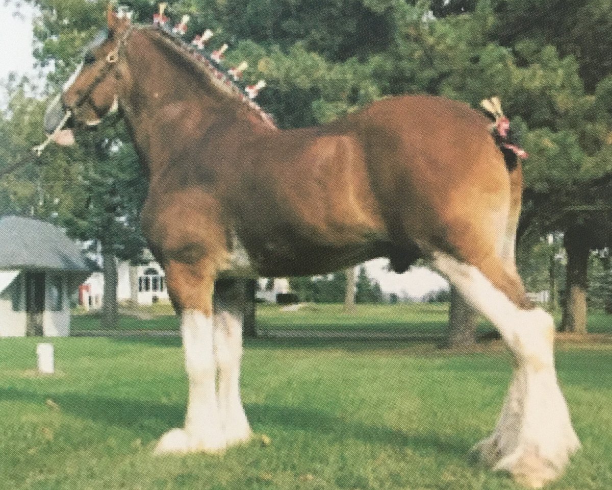 Pferd Greenwood Church's Challenger (Clydesdale, 2007, von Green Leaf Churchill)