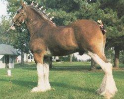 Pferd Greenwood Church's Challenger (Clydesdale, 2007, von Green Leaf Churchill)