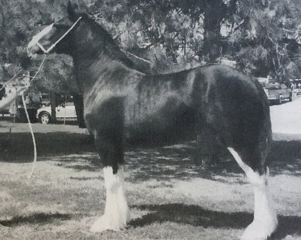 Zuchtstute Grandview Tweed's Pepper (Clydesdale, 2006, von Green Valley Tweed)