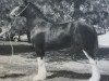 broodmare Grandview Tweed's Pepper (Clydesdale, 2006, from Green Valley Tweed)