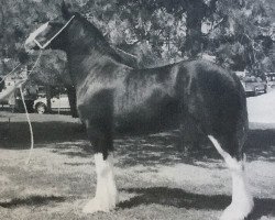 broodmare Grandview Tweed's Pepper (Clydesdale, 2006, from Green Valley Tweed)