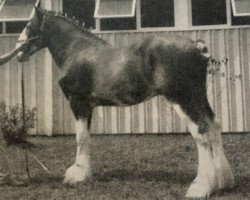 Deckhengst Toll's Laudydale Earnie (Clydesdale, 1991, von Doura Marquis)